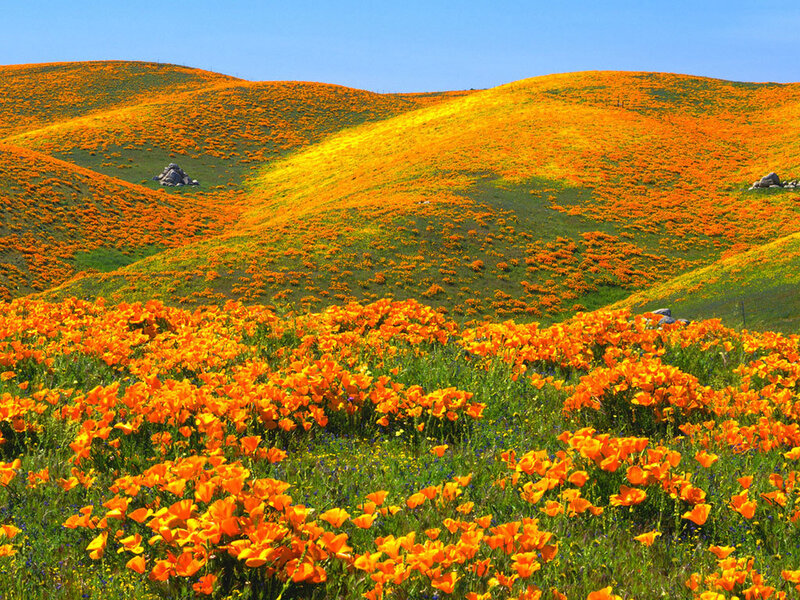 Orange Poppy Field — Serene, Spring
