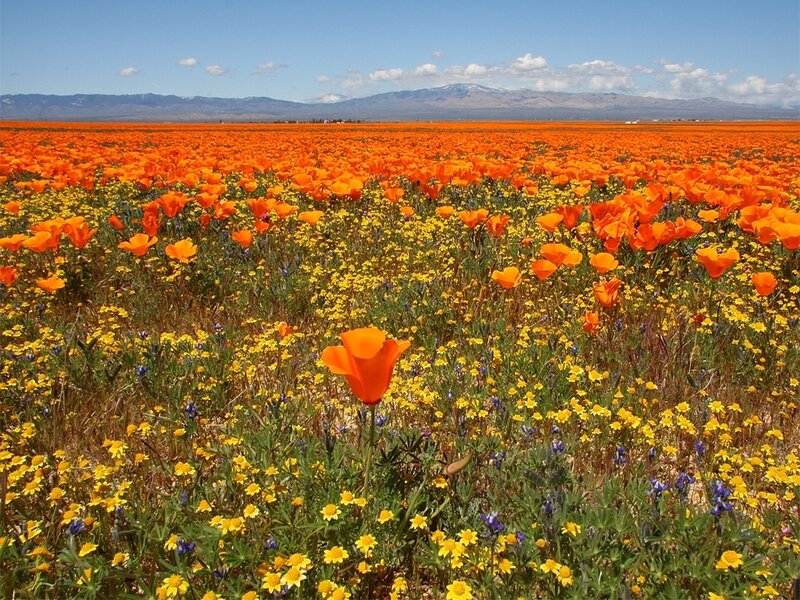 Orange poppy field with mountains