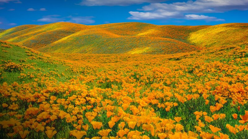 Orange Poppy Field — Yellow
