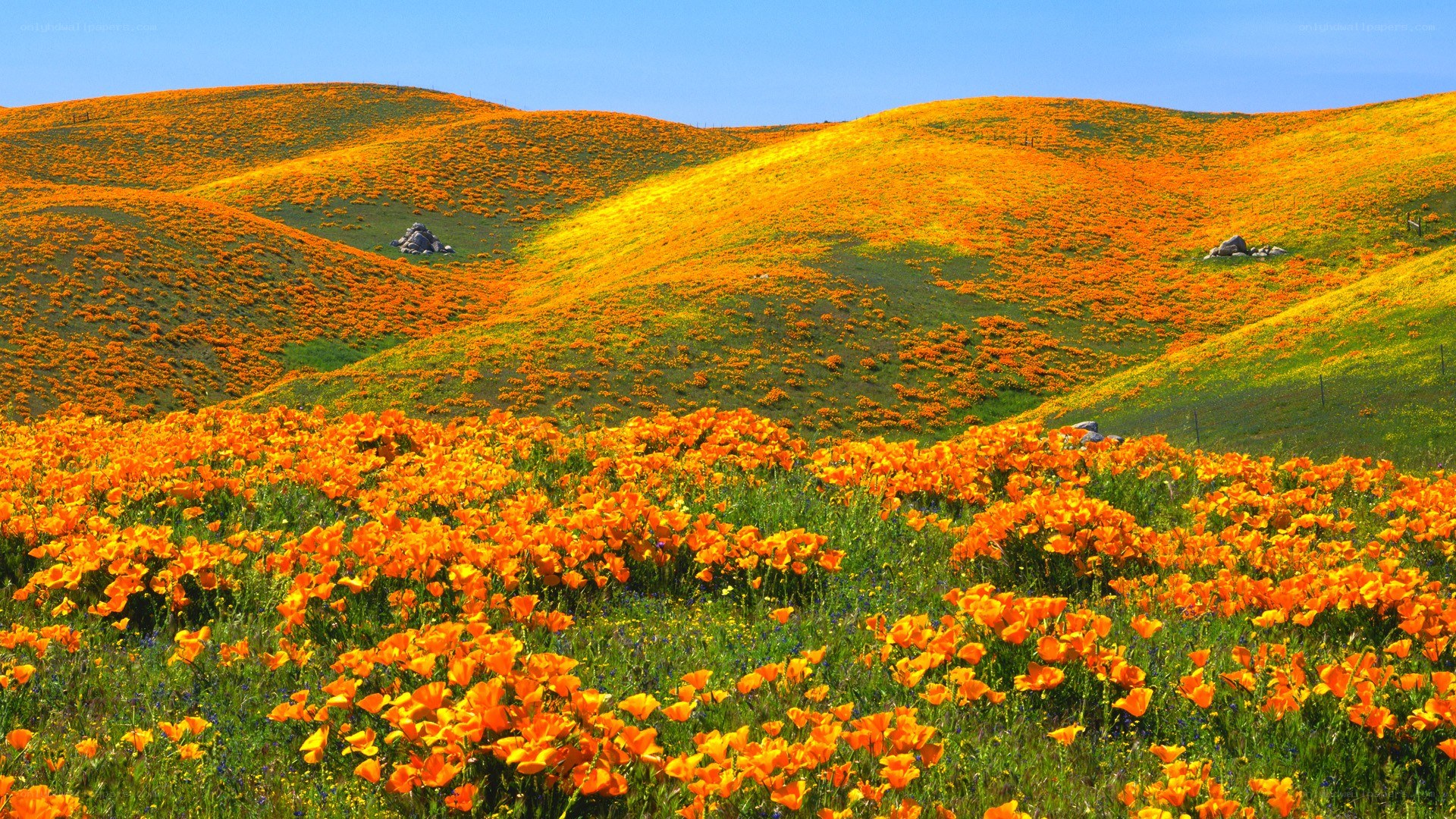 Orange poppy fields on rolling hills