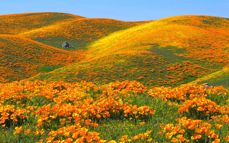 Orange Poppy Fields