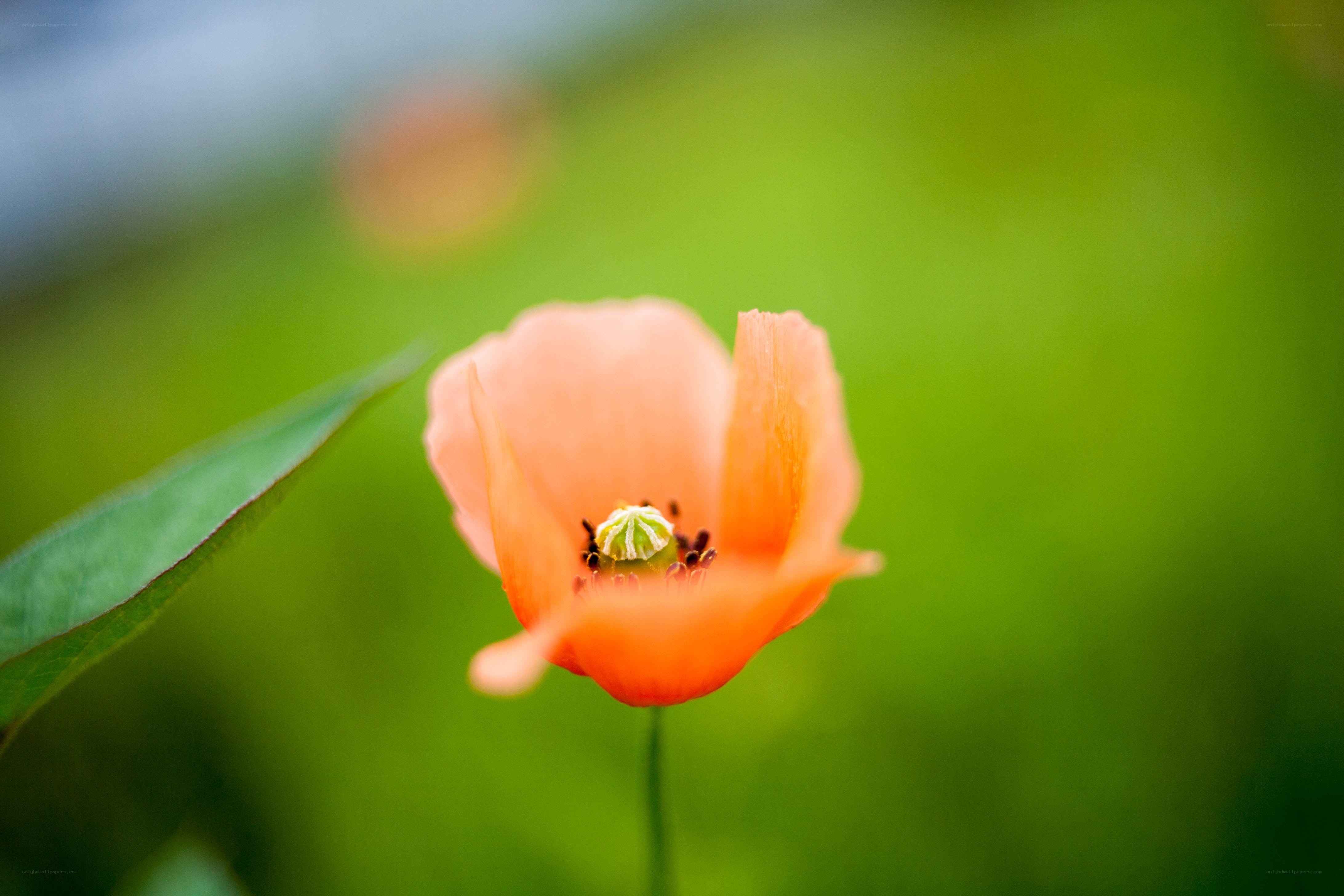 orange poppy flower