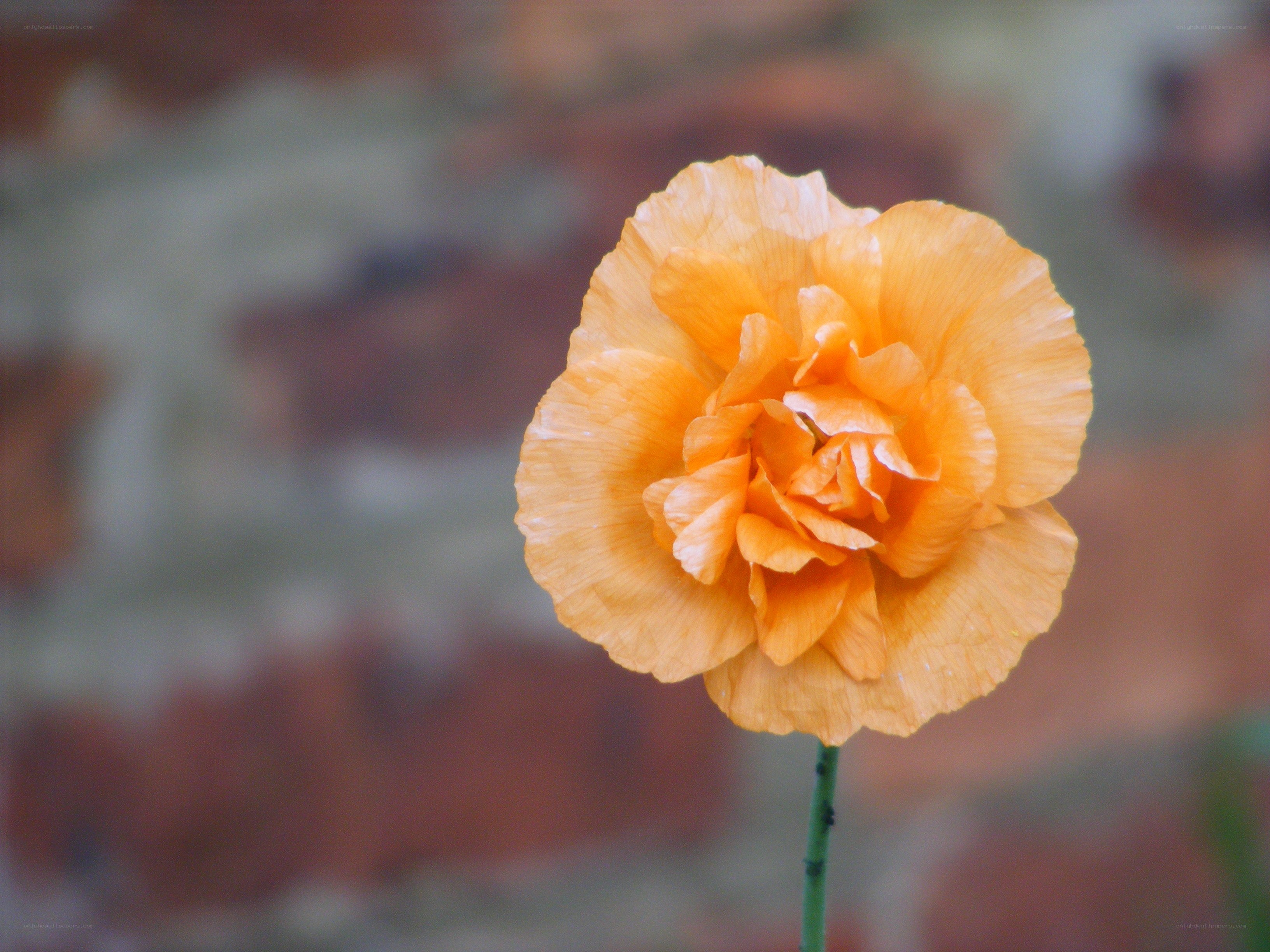 orange poppy flower