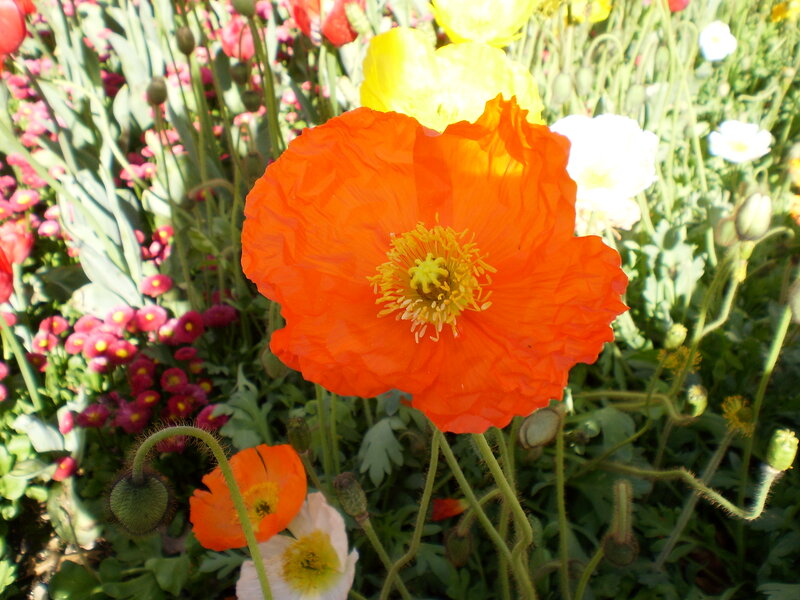 Orange Poppy Flower — Bright