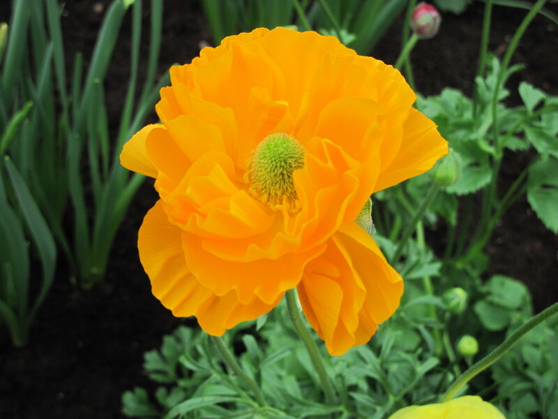 Orange Poppy Flower — Calm
