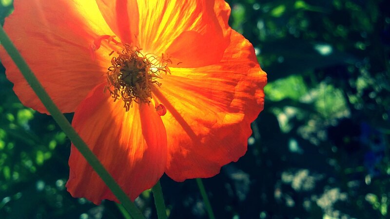 Orange Poppy Flower — Dramatic, Afternoon, Photograph, Green Leaves