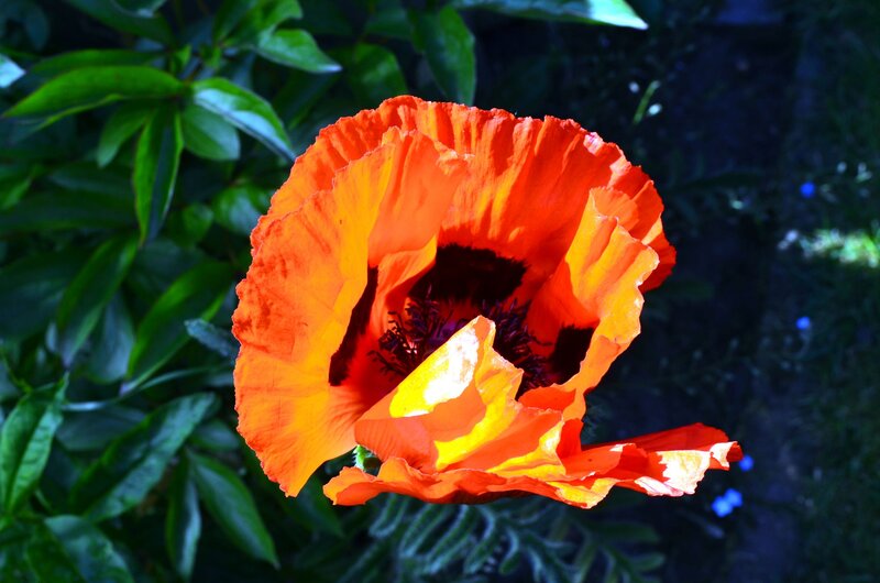 Orange Poppy Flower — Dramatic, Afternoon, Photograph
