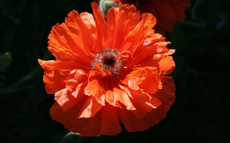 Orange Poppy Flower — Dramatic, Afternoon
