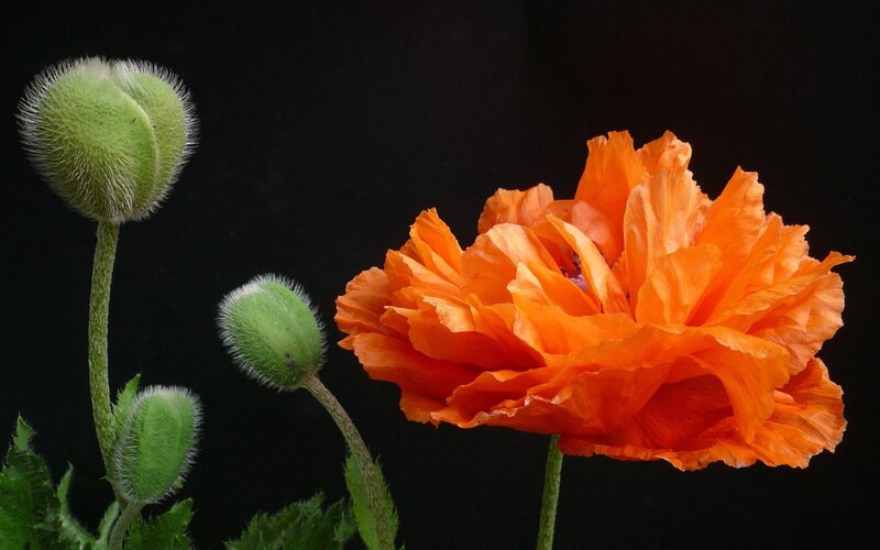 Orange Poppy Flower — Dramatic, Photograph, Green Buds
