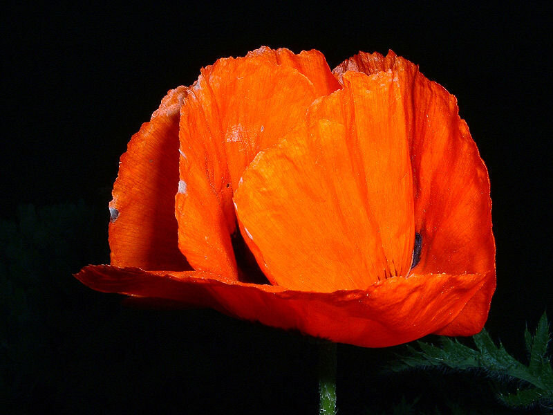 Orange Poppy Flower — Dramatic, Photograph, Stem, Leaf