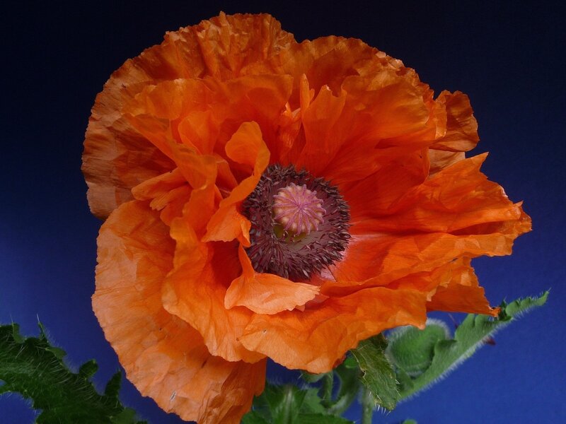 Orange Poppy Flower — Dramatic, Photograph