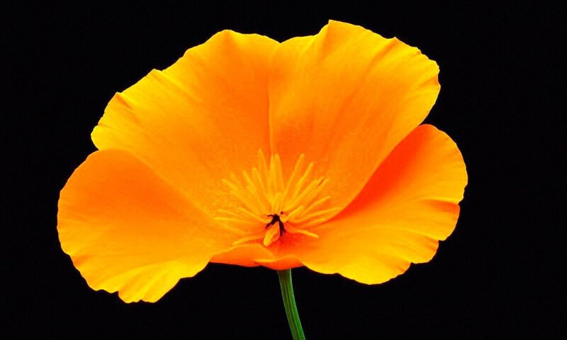 Orange Poppy Flower — Dramatic