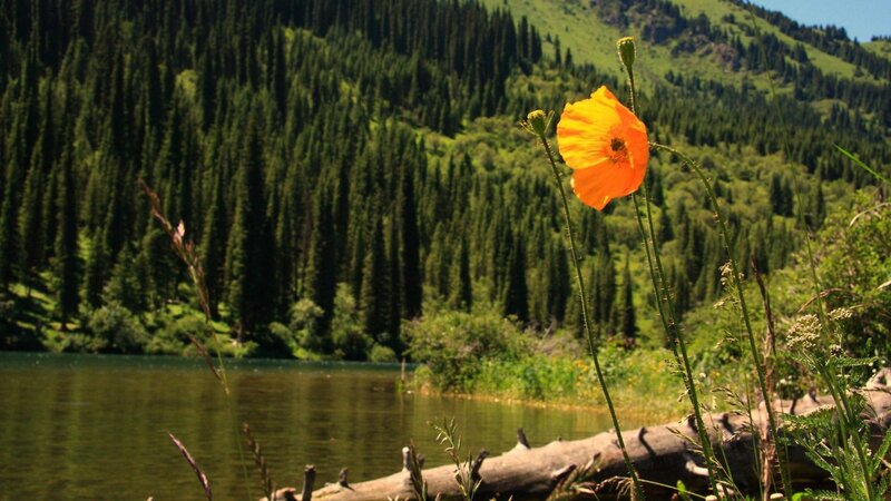 Orange Poppy Flower — Green