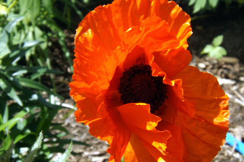 Orange Poppy Flower — Natural, Afternoon, Photograph
