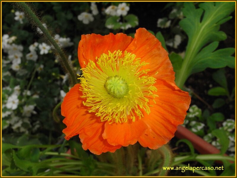 Orange Poppy Flower — Natural, Afternoon