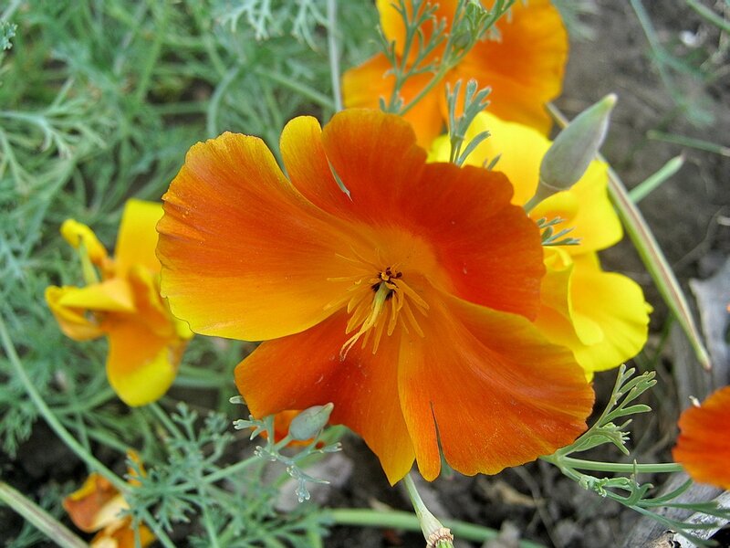 Orange Poppy Flower — Natural