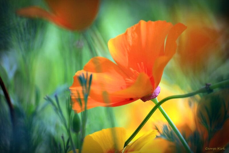 Orange Poppy Flower — Serene, Afternoon