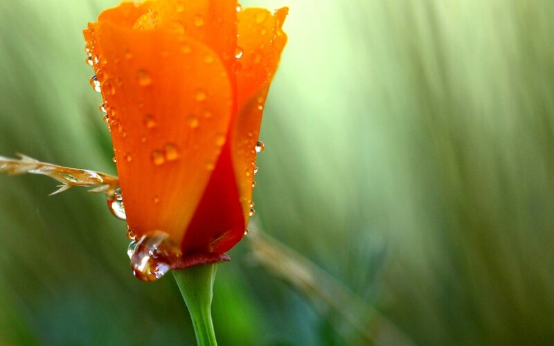 Orange Poppy Flower — Serene, Morning