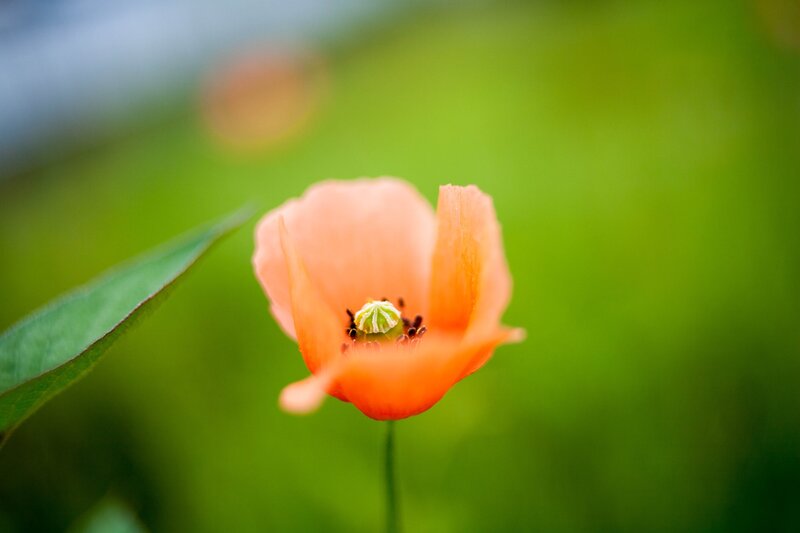 Orange Poppy Flower — Serene, Photograph, Green Leaf, Green Background