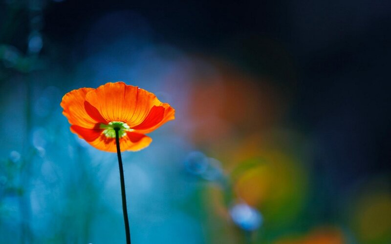 Orange Poppy Flower — Serene, Photograph, Stem