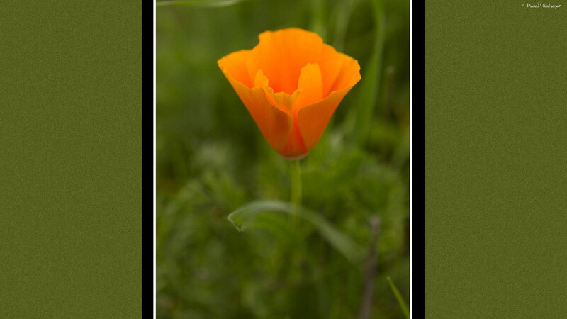 Orange Poppy Flower — Serene, Photograph