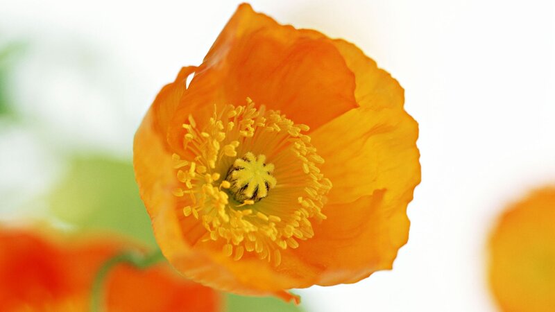 Orange Poppy Flower — Serene, Photograph, Yellow Stamen