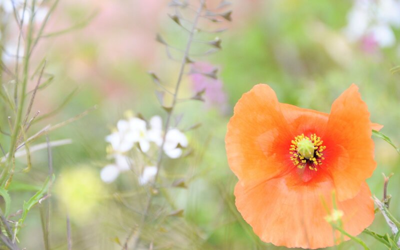 Orange Poppy Flower — Serene, Spring, Photograph