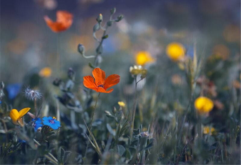 Orange Poppy Flower — Serene, Spring