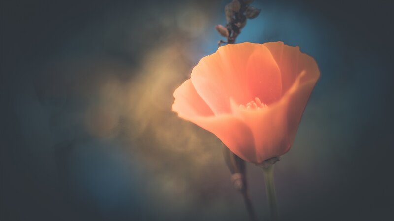 Orange Poppy Flower — Serene, Sunset, Photograph