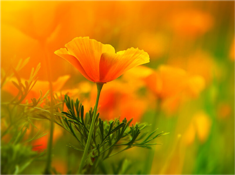Orange Poppy Flower — Serene, Sunset