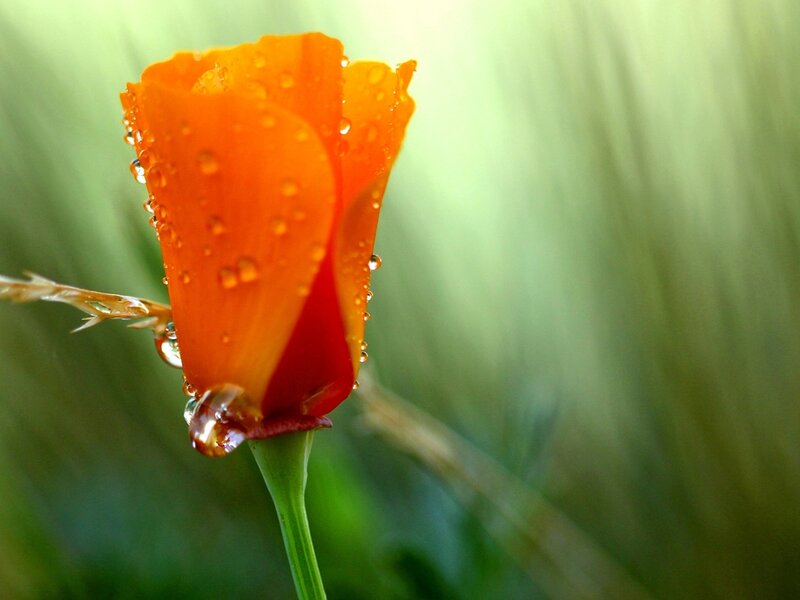 Orange Poppy Flower — Serene