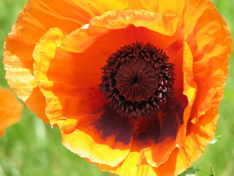 Orange Poppy Flower — Vibrant, Afternoon, Photograph, Green Grass
