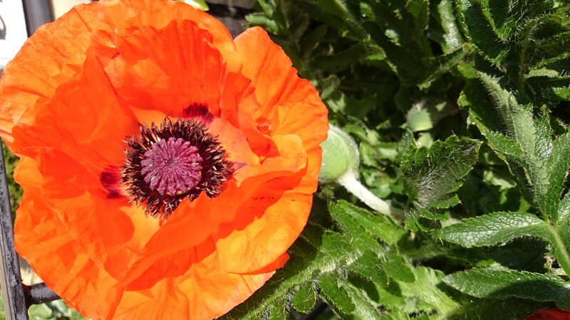 Orange Poppy Flower — Vibrant, Afternoon