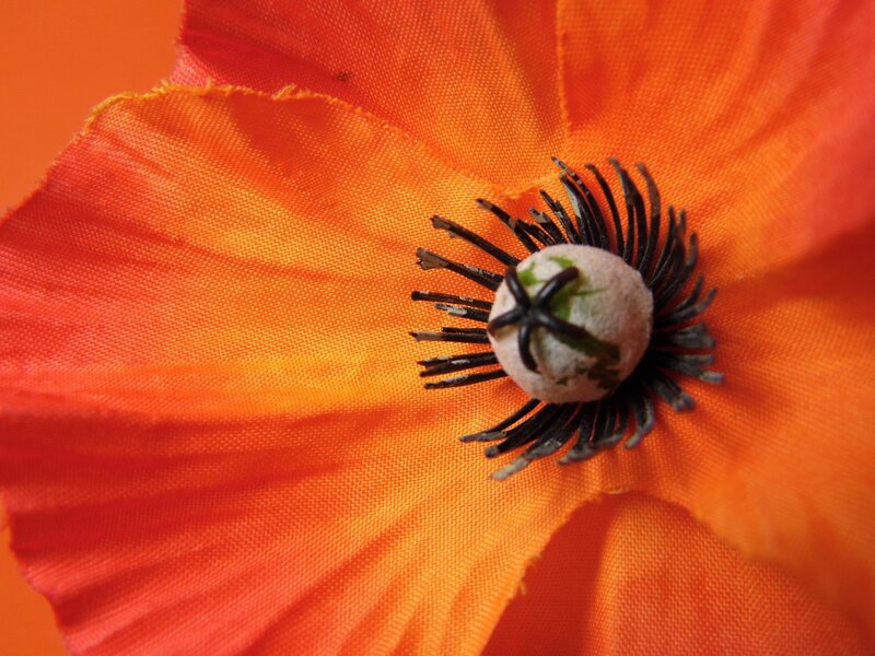 Orange Poppy Flower — Vibrant, Photograph
