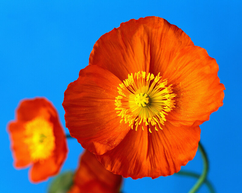 Orange Poppy Flower — Vibrant, Photograph, Yellow Center
