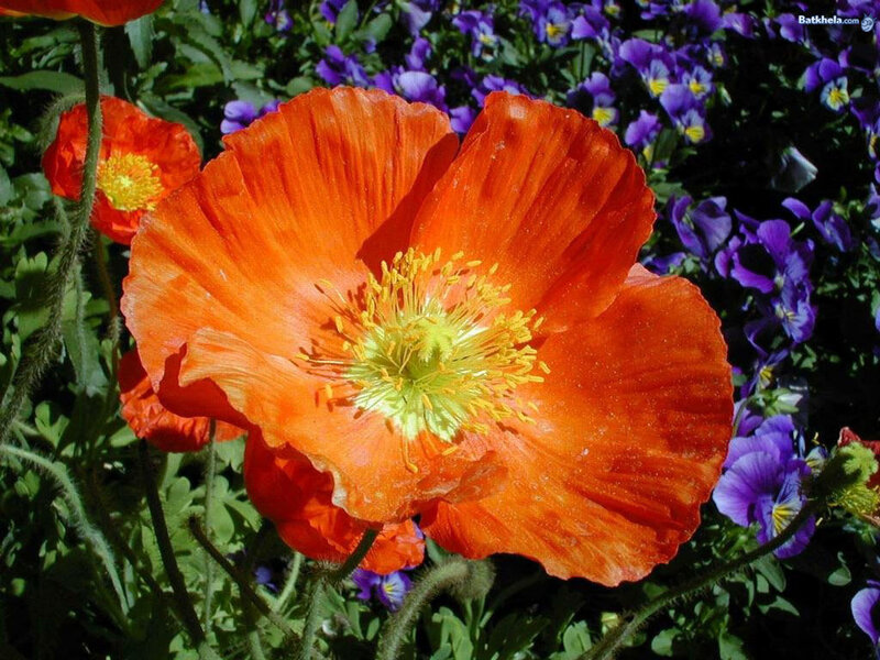 Orange Poppy Flower — Vibrant