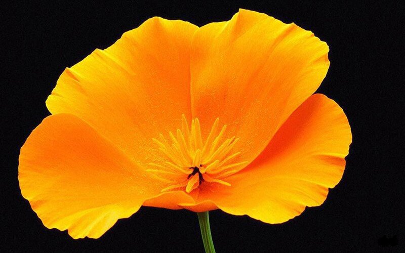 Orange Poppy Flower — Yellow, Dramatic