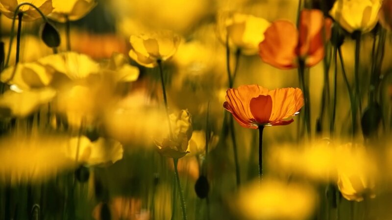 Orange Poppy Flower — Yellow, Serene, Afternoon, Photograph