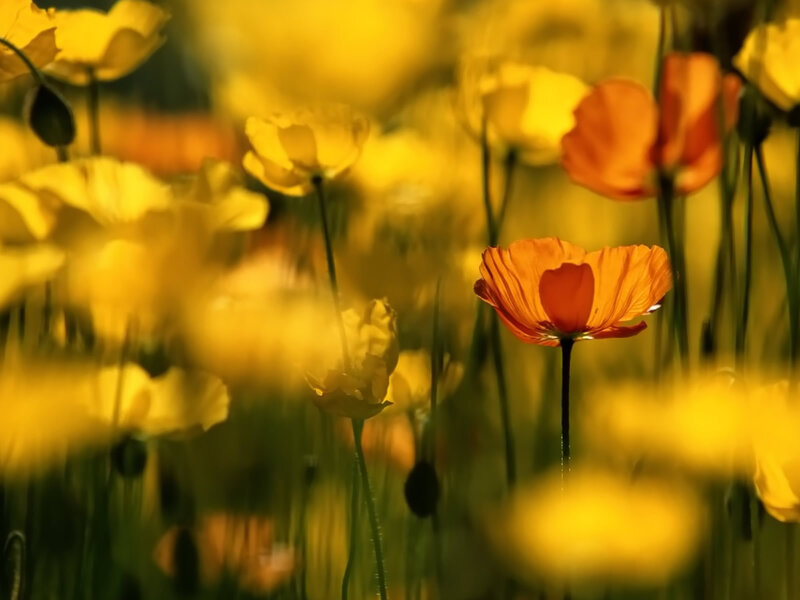 Orange Poppy Flower — Yellow, Serene