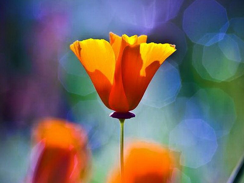 Orange Poppy Flower — Yellow