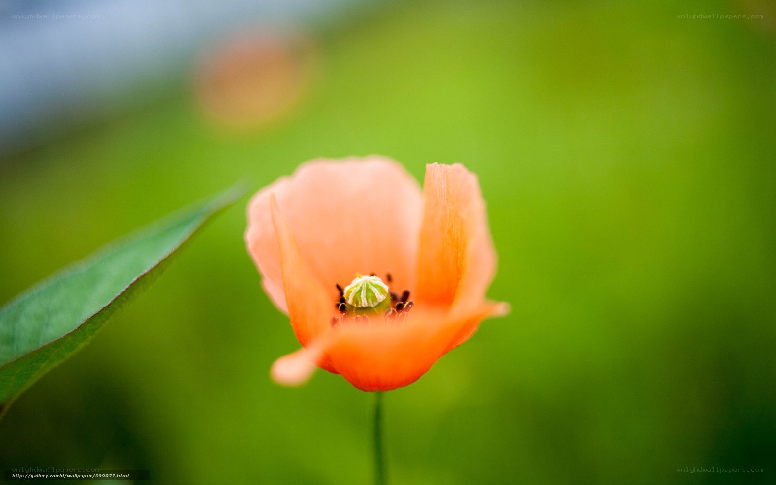 orange poppy flower