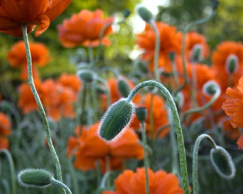 Orange Poppy Flowers — Afternoon