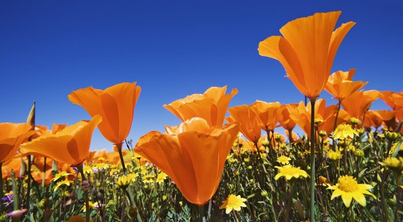 Orange Poppy Flowers — Bright