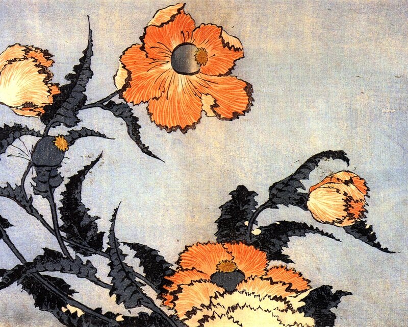 Orange Poppy Flowers — Calm, Illustration