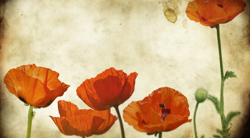 Orange Poppy Flowers — Calm, Photograph