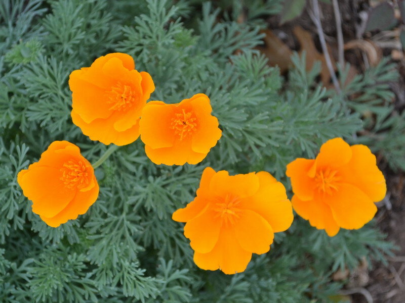Orange Poppy Flowers — Calm