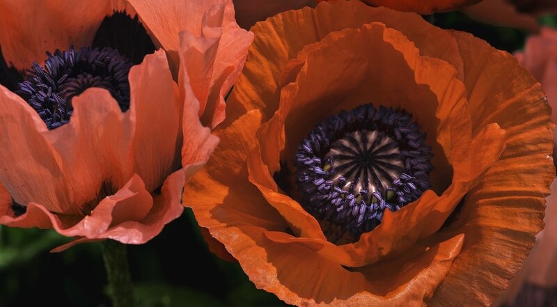 Orange Poppy Flowers — Dramatic, Afternoon, Photograph