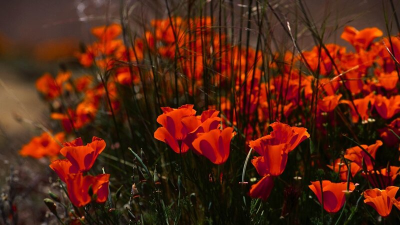 Orange Poppy Flowers — Dramatic, Sunset, Photograph