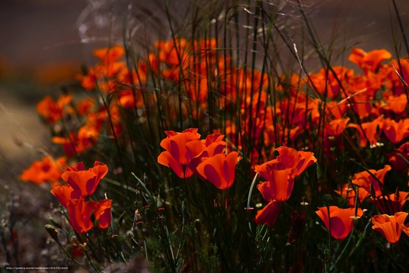 Orange Poppy Flowers — Dramatic, Sunset