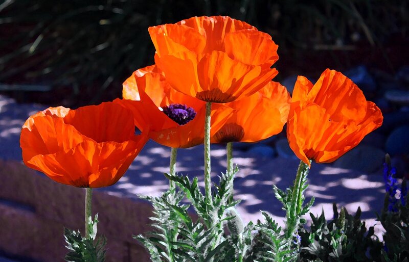 Orange Poppy Flowers — Dramatic